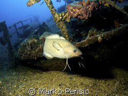 A Mostelle (phycis phycis) with the wreck of the Teti sun... by Marko Perisic 